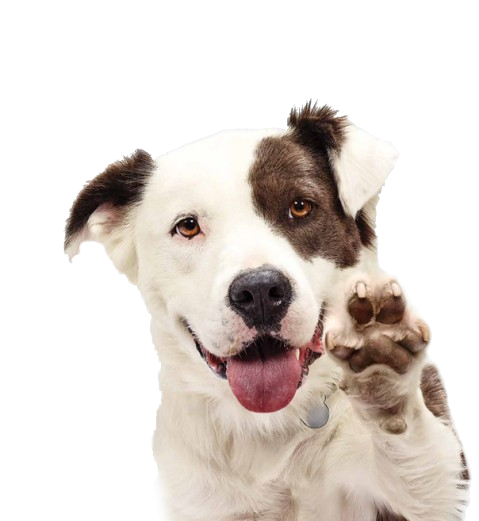 Waving dog